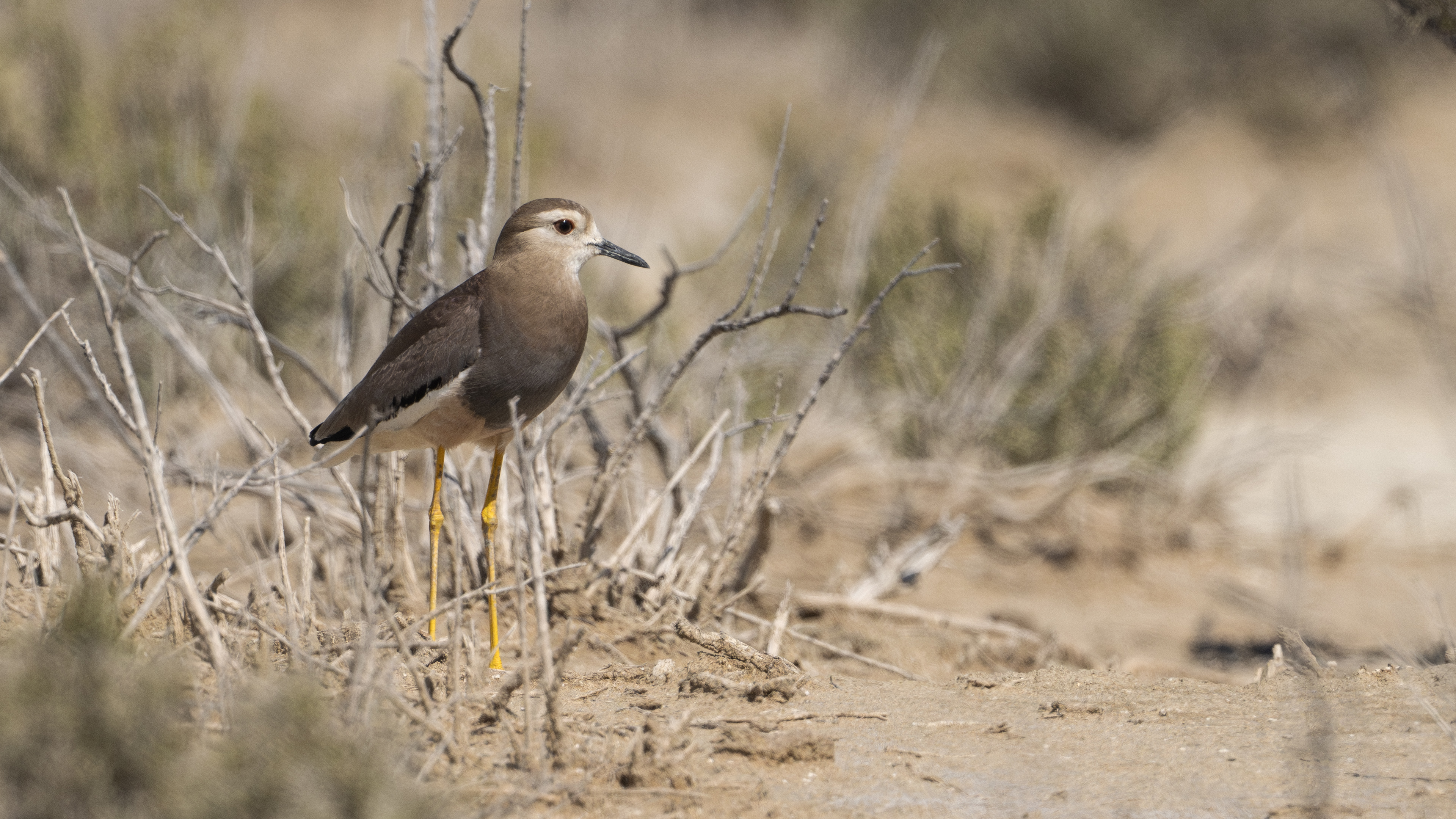White-tailed Lapwing